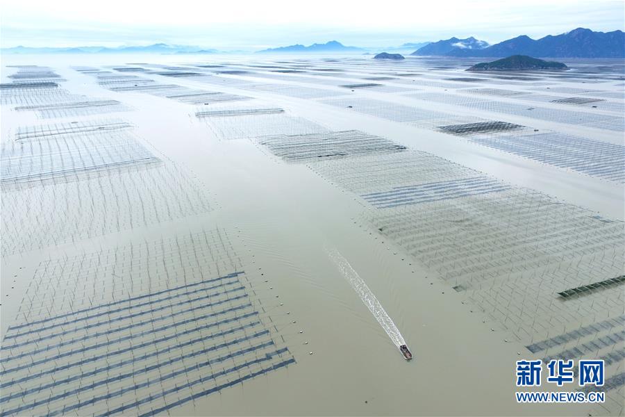（经济）（2）福建霞浦：&ldquo;海上农场&rdquo;紫菜丰收