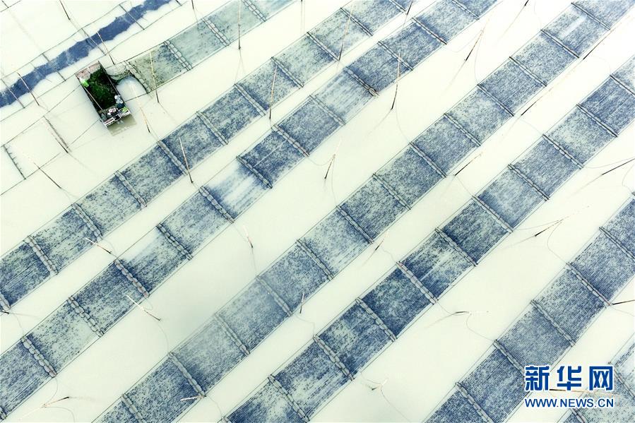 （经济）（3）福建霞浦：&ldquo;海上农场&rdquo;紫菜丰收