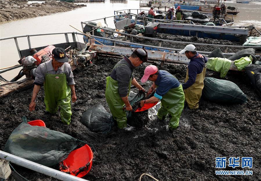 （经济）（4）福建霞浦：&ldquo;海上农场&rdquo;紫菜丰收