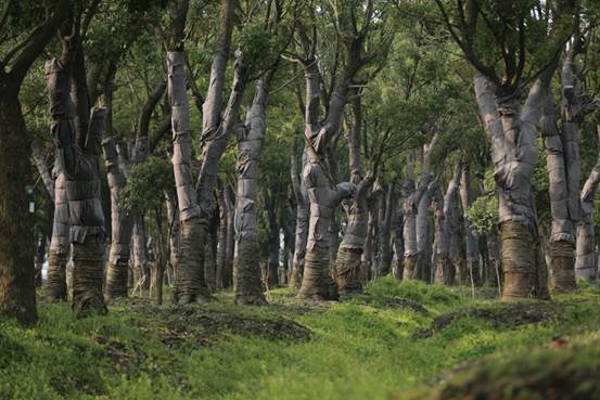 美成在久&mdash;&mdash;王安石家乡古树古宅的前世今生