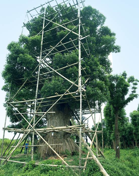 美成在久&mdash;&mdash;王安石家乡古树古宅的前世今生