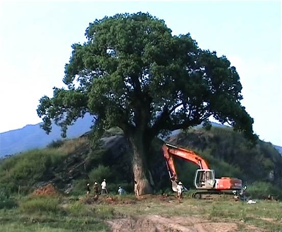 美成在久&mdash;&mdash;王安石家乡古树古宅的前世今生