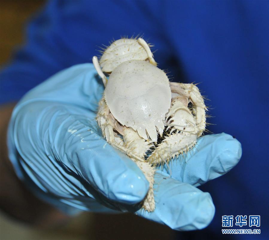 （新華全媒頭條&middot;圖文互動）（3）&ldquo;神奇&rdquo;&middot;&ldquo;神器&rdquo;&middot;&ldquo;神匠&rdquo;──揭秘中國對大洋深處的探尋