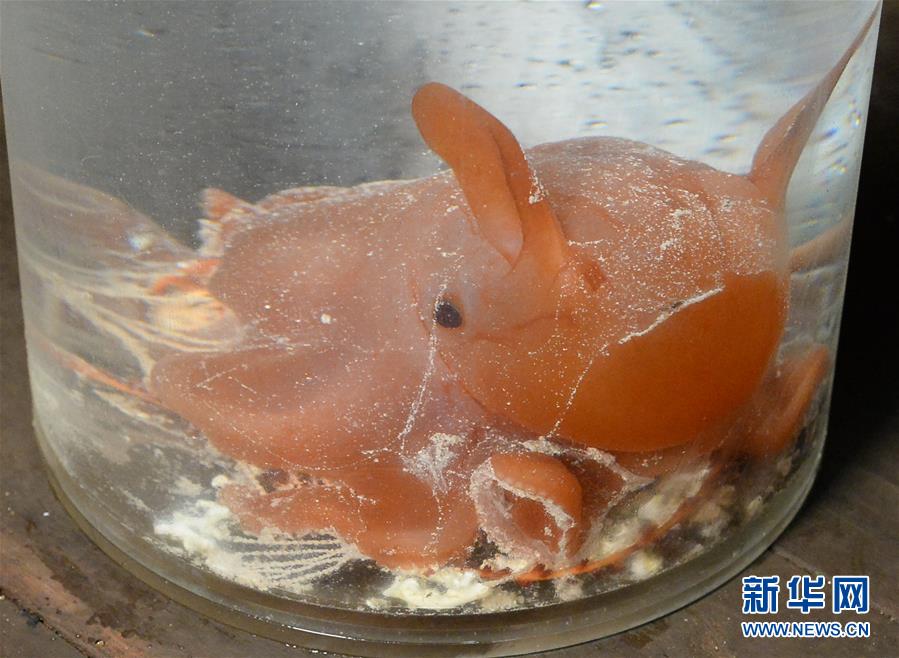 （新華全媒頭條&middot;圖文互動）（5）&ldquo;神奇&rdquo;&middot;&ldquo;神器&rdquo;&middot;&ldquo;神匠&rdquo;──揭秘中國對大洋深處的探尋