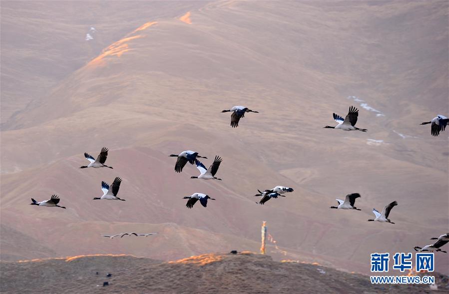 （美丽中国）（2）西藏林周：鹤迎新年