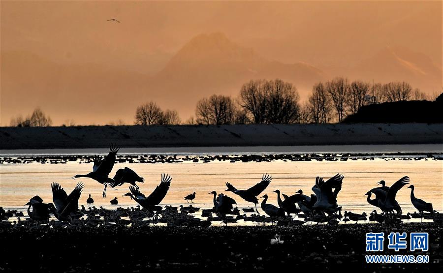（美丽中国）（3）西藏林周：鹤迎新年