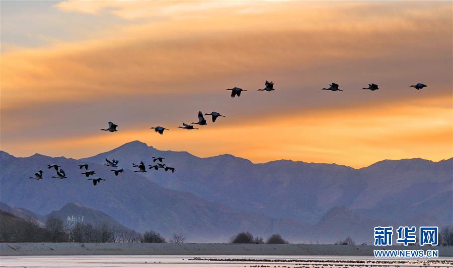 （美丽中国）（4）西藏林周：鹤迎新年
