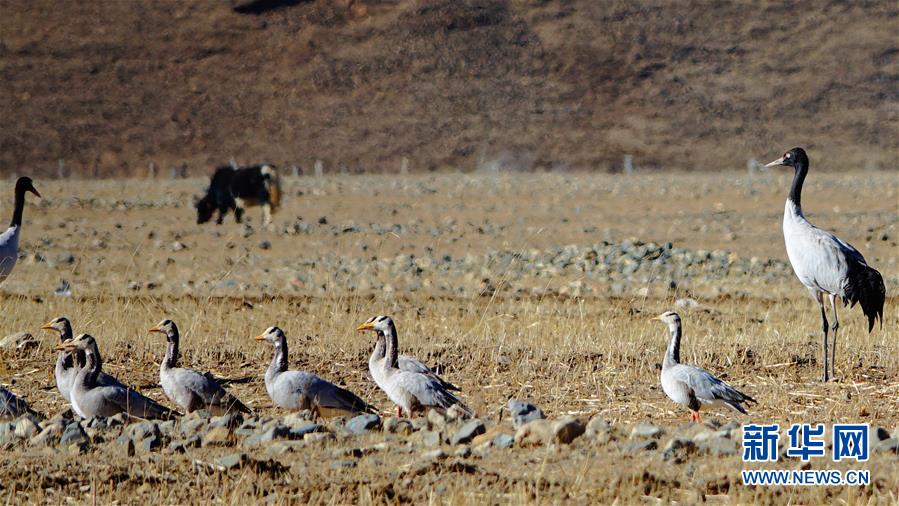 （美丽中国）（5）西藏林周：鹤迎新年