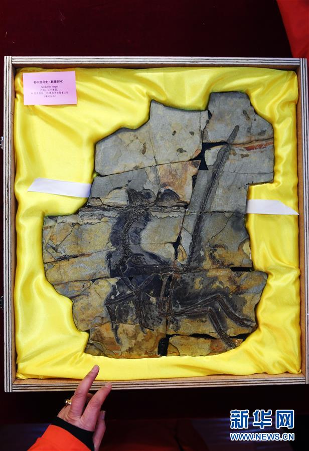 （图文互动）（5）8块流落欧洲的恐龙和鸟化石万里归乡