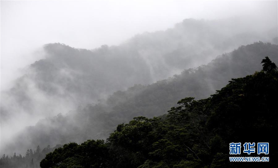 （环境）（1）热带雨林 百鸟家园