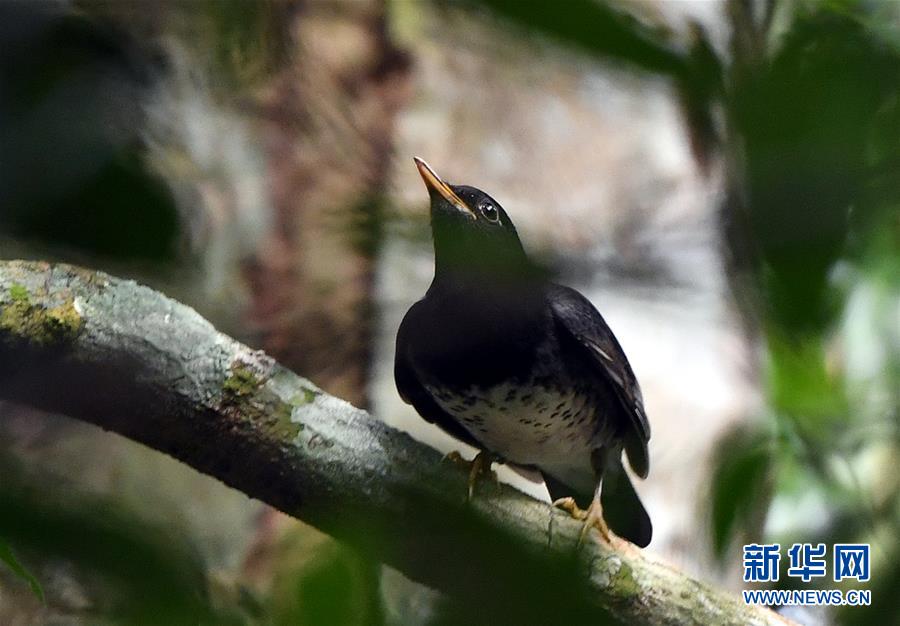 （環境）（5）熱帶雨林 百鳥家園