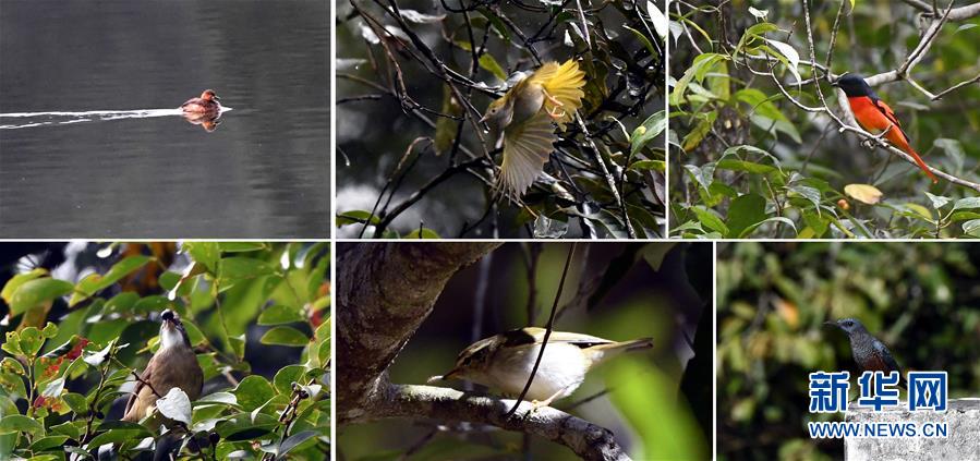 （环境）（6）热带雨林 百鸟家园