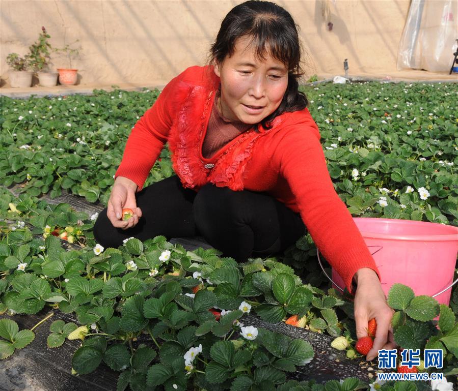 （新华全媒头条&middot;图文互动）（5）&ldquo;中药农药&rdquo;能否确保&ldquo;舌尖上的安全&rdquo;？