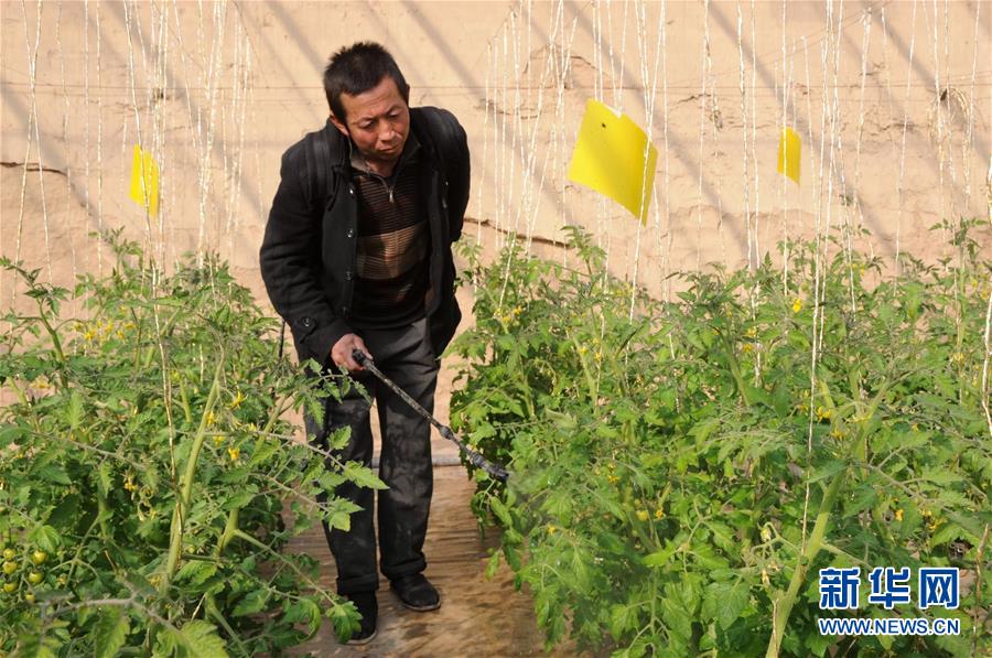 （新华全媒头条&middot;图文互动）（6）&ldquo;中药农药&rdquo;能否确保&ldquo;舌尖上的安全&rdquo;？