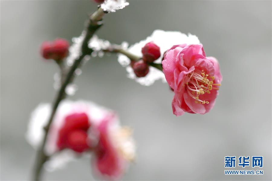 #（环境）（4）踏雪寻梅