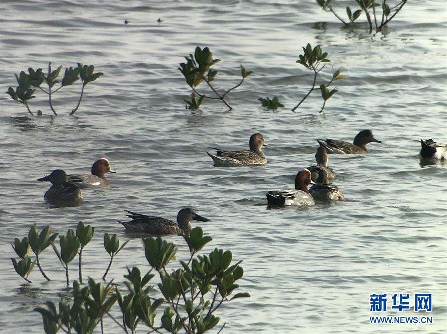 （图文互动）（1）创新催开文明花&mdash;&mdash;深圳生态文明建设走笔