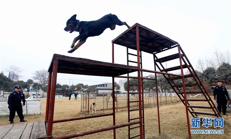 #（社会）（1）陕西咸阳：警犬训练保平安