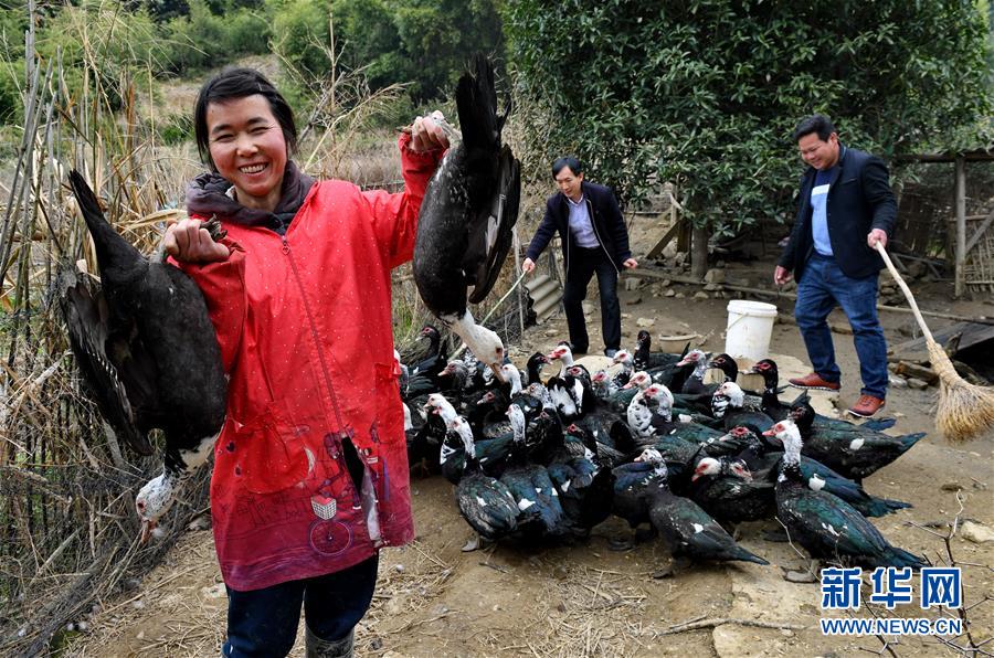 (新春走基层)贫困户张赛玉养鸭脱贫