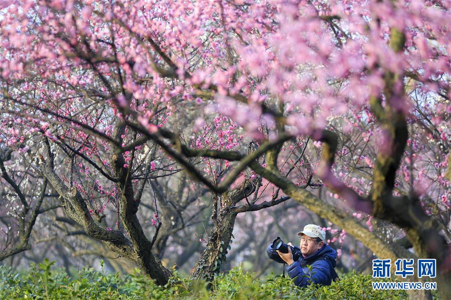 #（社会）（1）江苏南京：梅花绽放引客来