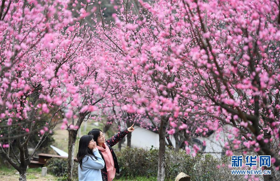 （社会）（1）红梅吐蕊迎春来