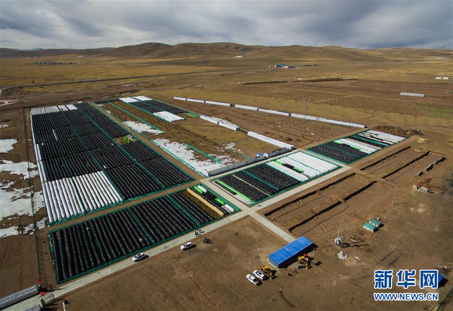 （科技）（1）西藏那曲：高寒地区植树试验进展顺利