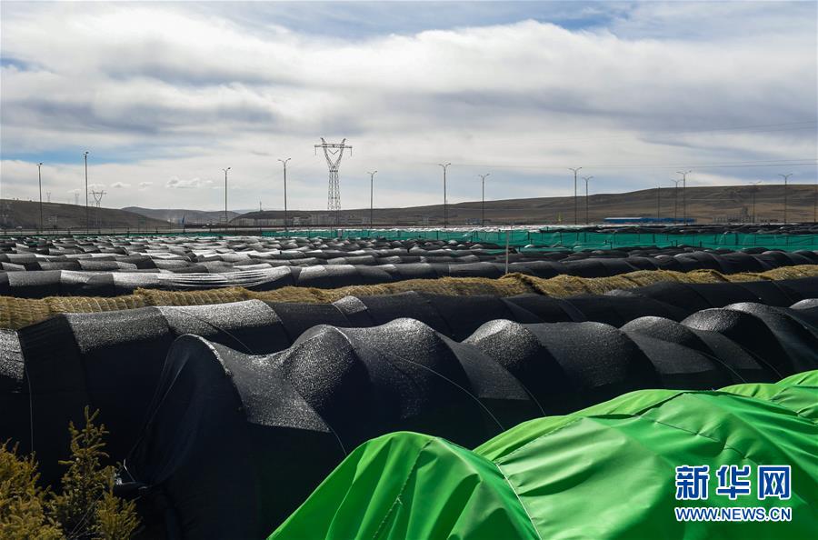 （科技）（3）西藏那曲：高寒地区植树试验进展顺利