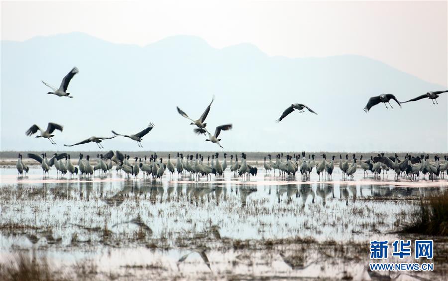 #（环境）（1）贵州草海：越冬候鸟陆续北迁