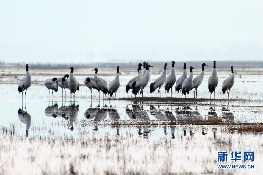 #（环境）（2）贵州草海：越冬候鸟陆续北迁