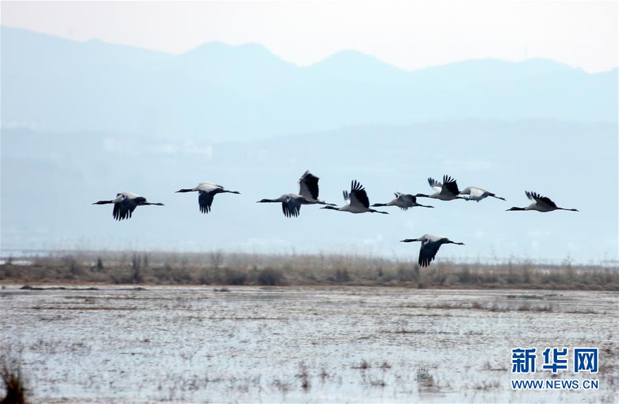 #（环境）（3）贵州草海：越冬候鸟陆续北迁
