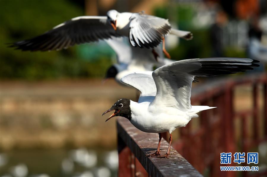 （环境）（2）大批红嘴鸥即将返乡 