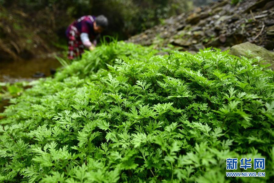 #（社会）（1）湖北恩施：充满春天味道的土家&ldquo;社饭&rdquo;