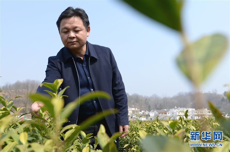 （新时代奋斗者·图文互动）（1）要当“财神爷”，帮扶不停歇——“茶二代”王超的故事 