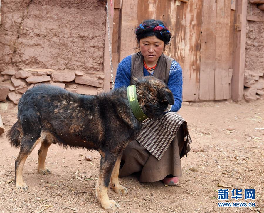 西藏昌都:防治包虫病 免费为家犬办身份证
