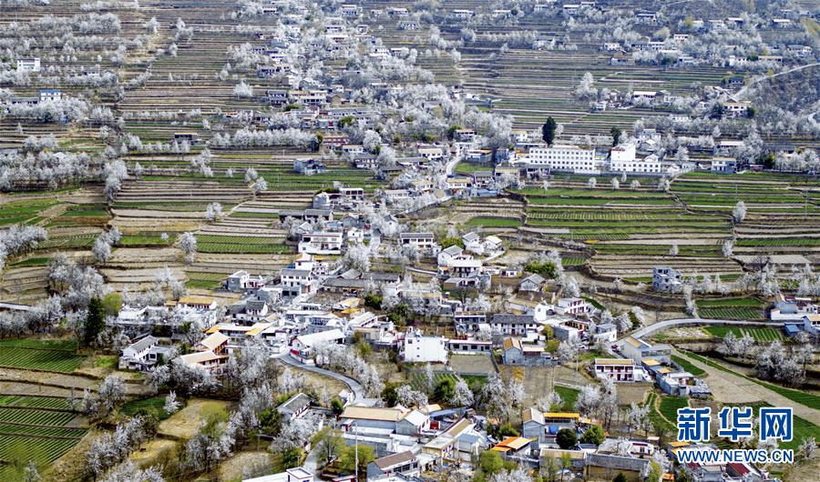 （春季美丽生态）（2）四川金川：梨花铺就乡村振兴路