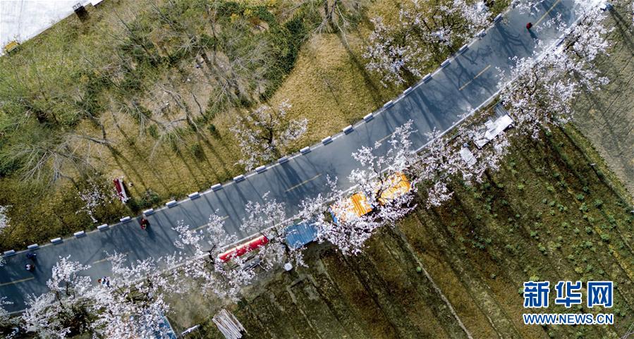 （春季美丽生态）（5）四川金川：梨花铺就乡村振兴路
