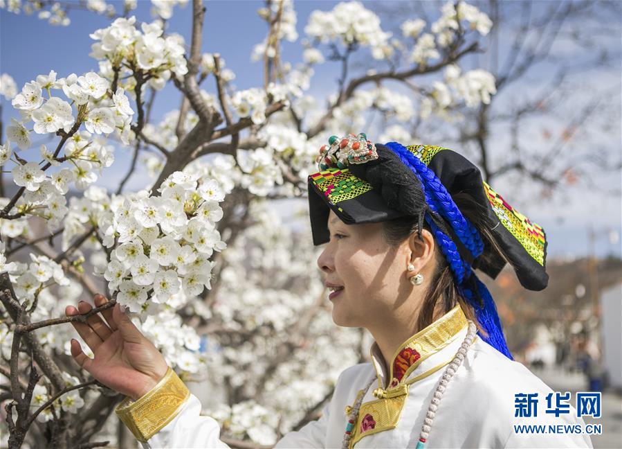 （春季美丽生态）（4）四川金川：梨花铺就乡村振兴路