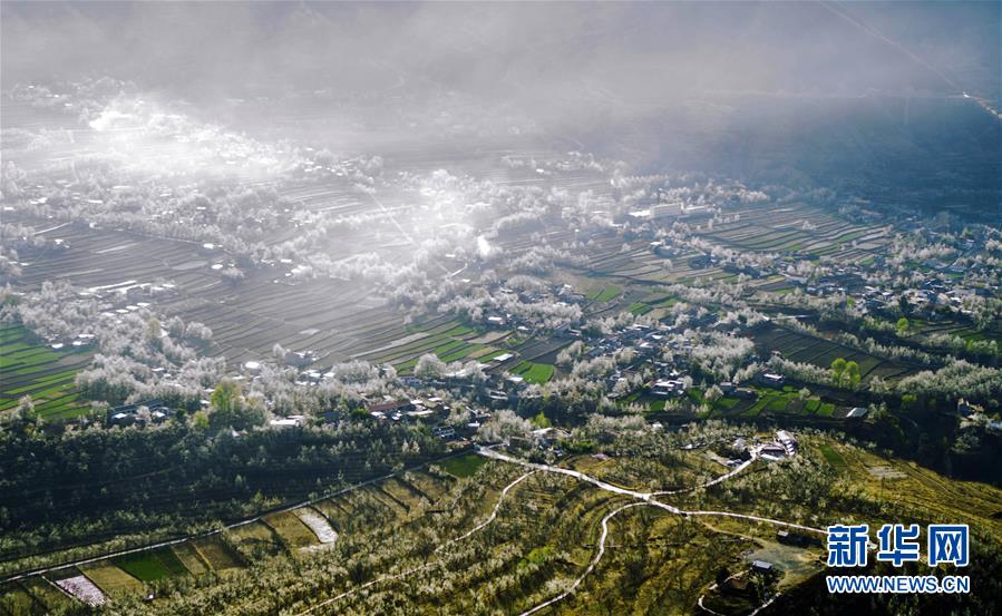 （春季美丽生态）（7）四川金川：梨花铺就乡村振兴路