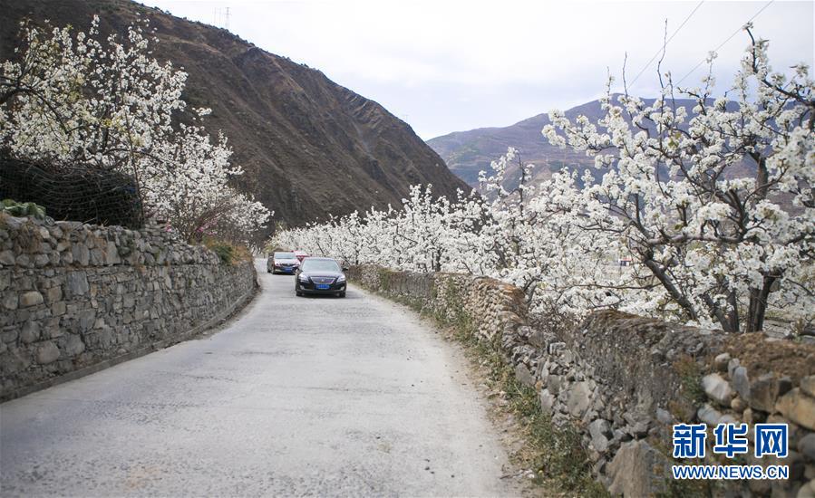 （春季美丽生态）（3）四川金川：梨花铺就乡村振兴路