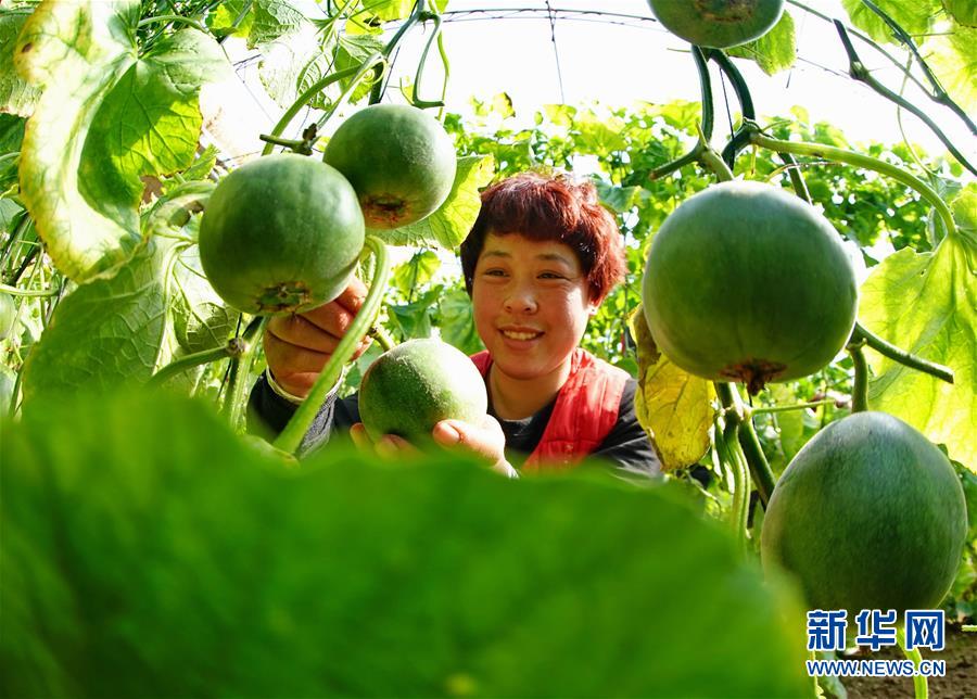 （经济）（1）河北乐亭：甜瓜飘香富农家