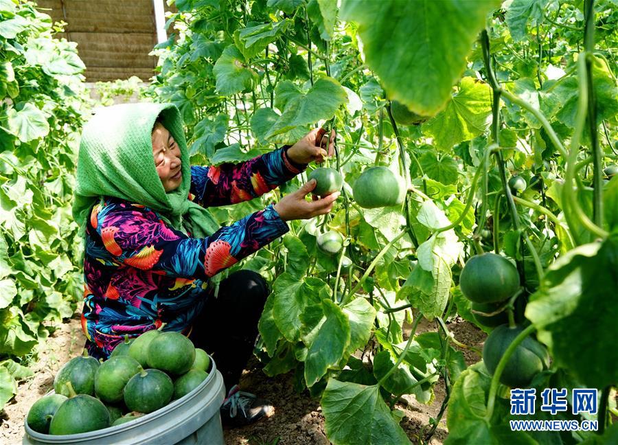 （经济）（2）河北乐亭：甜瓜飘香富农家