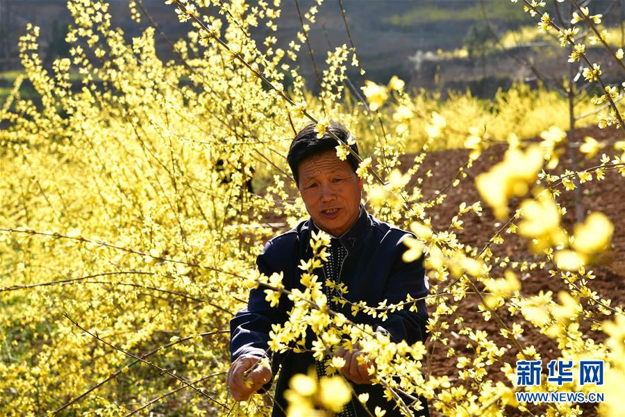 （走基层 听民声）（5）河南卢氏：连翘种植助农增收