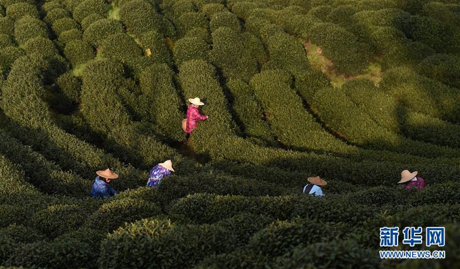 （经济）（3）龙井村采茶忙