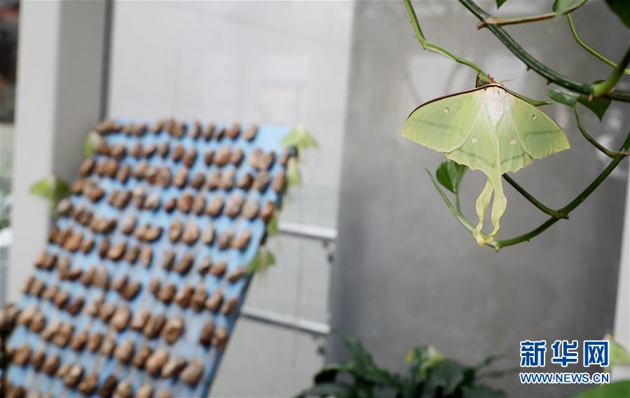 （社会）（1）上海：自然博物馆里观赏绿尾大蚕蛾