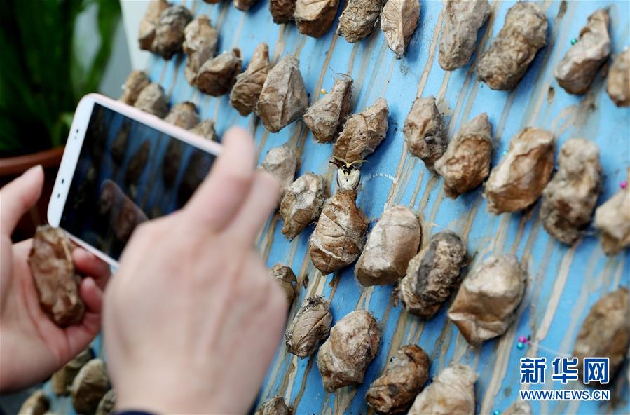 （社会）（2）上海：自然博物馆里观赏绿尾大蚕蛾