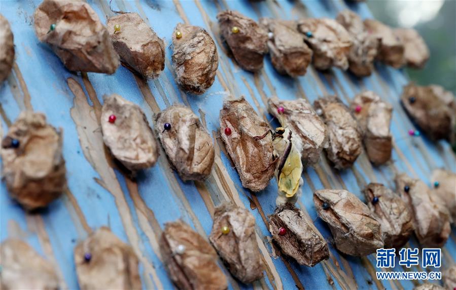 （社会）（3）上海：自然博物馆里观赏绿尾大蚕蛾