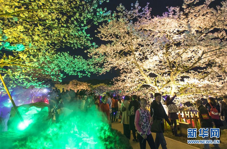 （春季美丽生态）（3）武汉：樱花缤纷醉游人
