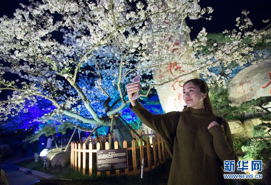 （春季美丽生态）（4）武汉：樱花缤纷醉游人