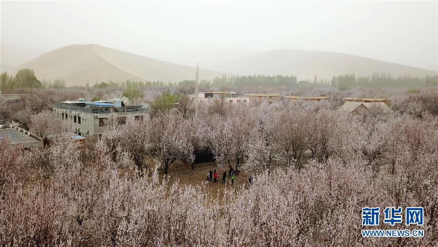 （春季美丽生态）（3）甘肃敦煌：大漠杏花繁