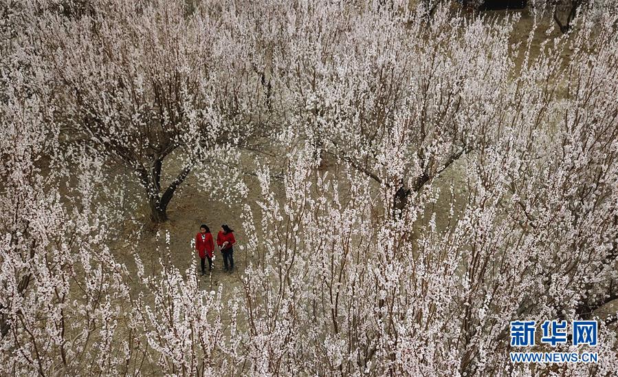 （春季美丽生态）（4）甘肃敦煌：大漠杏花繁
