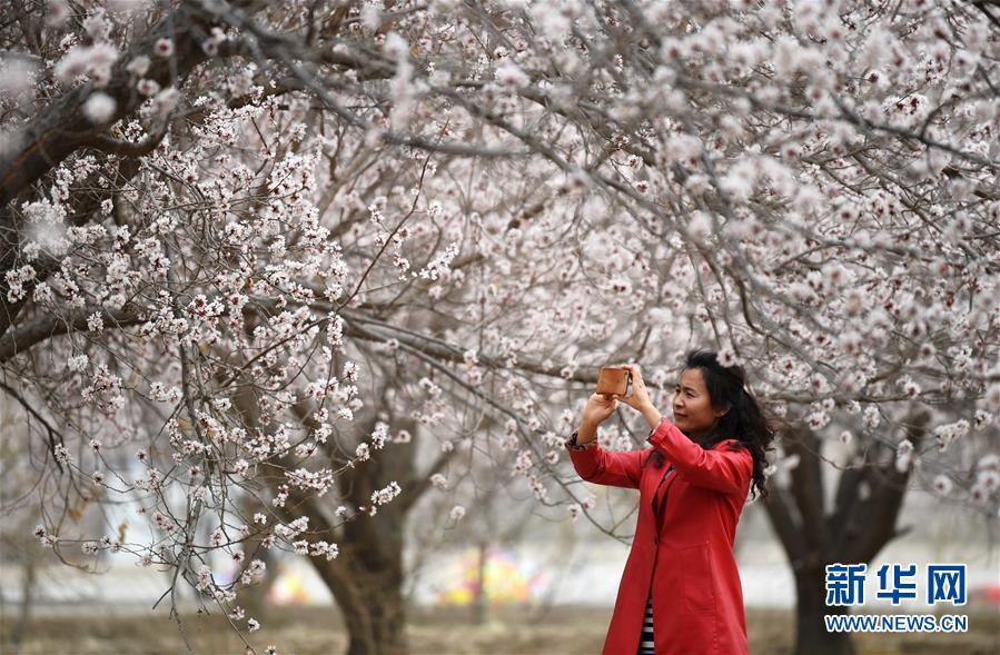 （春季美丽生态）（5）甘肃敦煌：大漠杏花繁